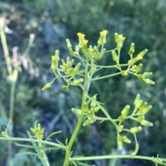 Senecio hispidulus (Hill Fireweed) at Googong, NSW - 16 Nov 2020 by Wandiyali