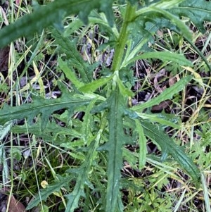 Senecio hispidulus at Googong, NSW - 16 Nov 2020