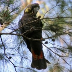 Calyptorhynchus lathami lathami (Glossy Black-Cockatoo) at Moruya, NSW - 14 Nov 2020 by LisaH