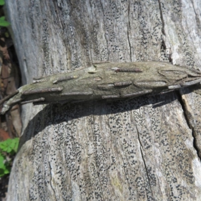 Metura elongatus (Saunders' case moth) at Cotter River, ACT - 14 Nov 2020 by Christine