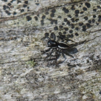 Jotus sp. (genus) (Unidentified Jotus Jumping Spider) at Cotter River, ACT - 14 Nov 2020 by Christine