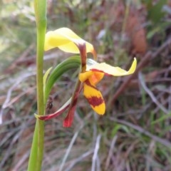 Jotus sp. (genus) at Cotter River, ACT - 15 Nov 2020