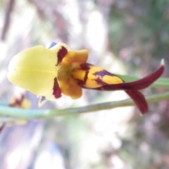 Diuris sulphurea at Cotter River, ACT - 15 Nov 2020