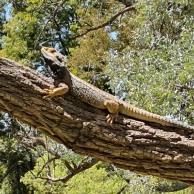 Pogona barbata (Eastern Bearded Dragon) at Acton, ACT - 15 Nov 2020 by GlenGard