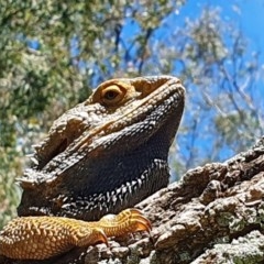 Pogona barbata at Acton, ACT - suppressed