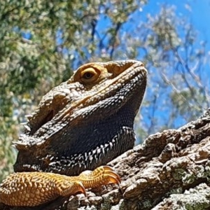 Pogona barbata at Acton, ACT - 15 Nov 2020