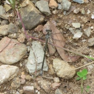 Austroargiolestes icteromelas at Cotter River, ACT - 15 Nov 2020