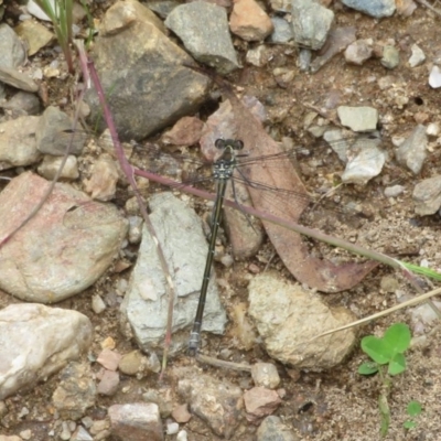 Austroargiolestes icteromelas (Common Flatwing) at Cotter River, ACT - 15 Nov 2020 by Christine