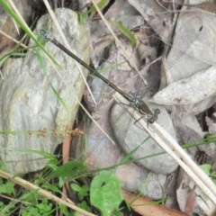 Austroargiolestes icteromelas at Cotter River, ACT - 15 Nov 2020