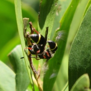 Eumeninae (subfamily) at Cotter River, ACT - 15 Nov 2020