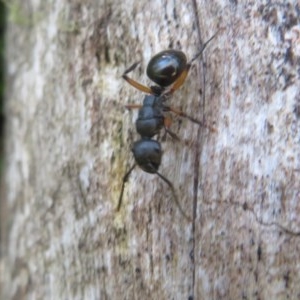 Polyrhachis femorata at Cotter River, ACT - 15 Nov 2020 09:48 AM