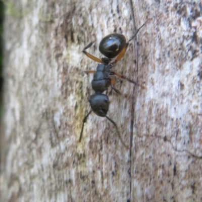 Polyrhachis femorata (A spiny ant) at Cotter River, ACT - 15 Nov 2020 by Christine