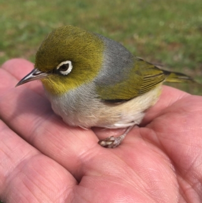 Zosterops lateralis (Silvereye) at Peak View, NSW - 14 Oct 2020 by Hank