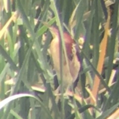 Ixobrychus dubius (Australian Little Bittern) at Mount Ainslie to Black Mountain - 15 Dec 2019 by NedJohnston