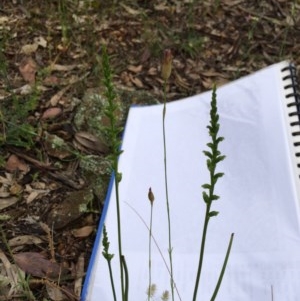 Microtis sp. at Yarralumla, ACT - suppressed