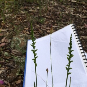 Microtis sp. at Yarralumla, ACT - suppressed