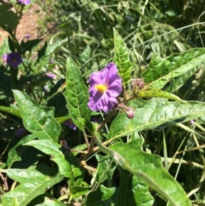 Solanum cinereum at Yarralumla, ACT - 11 Nov 2020 11:01 AM