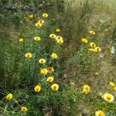 Xerochrysum viscosum (Sticky Everlasting) at Symonston, ACT - 16 Nov 2020 by Mike