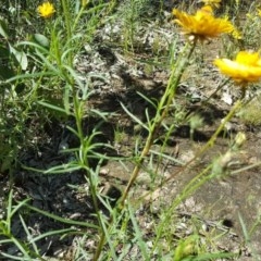 Xerochrysum viscosum at Symonston, ACT - 17 Nov 2020