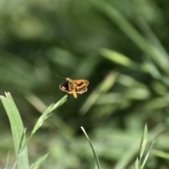 Ocybadistes walkeri (Green Grass-dart) at Weston, ACT - 16 Nov 2020 by AliceH