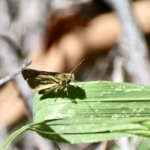 Ocybadistes walkeri at Weston, ACT - 16 Nov 2020