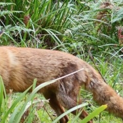 Vulpes vulpes (Red Fox) at Mongarlowe, NSW - 8 Nov 2020 by LisaH