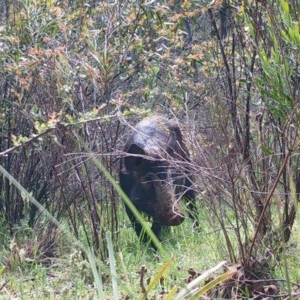 Sus scrofa at Mongarlowe, NSW - suppressed