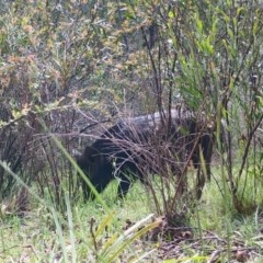 Sus scrofa at Mongarlowe, NSW - suppressed