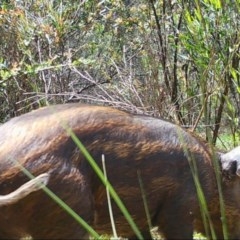 Sus scrofa at Mongarlowe, NSW - 7 Nov 2020