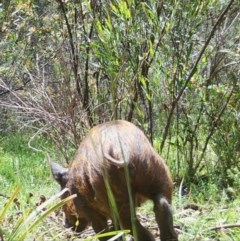 Sus scrofa at Mongarlowe, NSW - suppressed