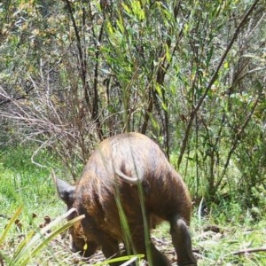 Sus scrofa at Mongarlowe, NSW - 7 Nov 2020