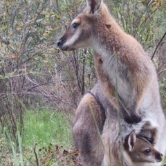 Notamacropus rufogriseus (Red-necked Wallaby) at Mongarlowe, NSW - 4 Nov 2020 by LisaH