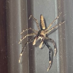 Helpis minitabunda (Threatening jumping spider) at Wanniassa, ACT - 16 Nov 2020 by Jenjen