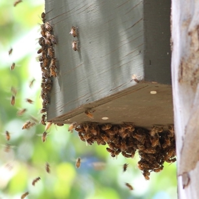 Apis mellifera (European honey bee) at Wodonga - 17 Nov 2020 by Kyliegw