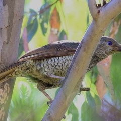 Ptilonorhynchus violaceus (Satin Bowerbird) at Wodonga - 17 Nov 2020 by Kyliegw