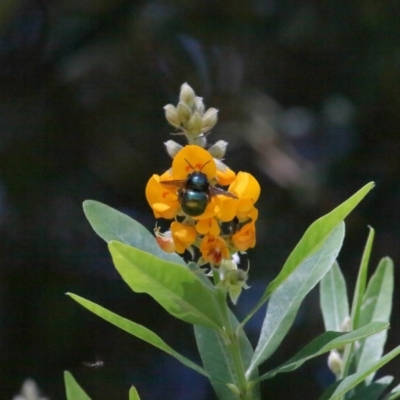 Xylocopa (Lestis) aerata (Golden-Green Carpenter Bee) at Acton, ACT - 17 Nov 2020 by TimL