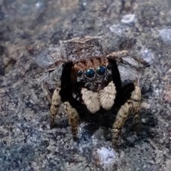 Maratus vespertilio (Bat-like peacock spider) at Holt, ACT - 17 Nov 2020 by Kurt