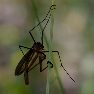 Harpobittacus australis (Hangingfly) at Holt, ACT - 17 Nov 2020 by Kurt