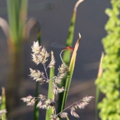 Xanthagrion erythroneurum (Red & Blue Damsel) at Throsby, ACT - 16 Nov 2020 by davobj