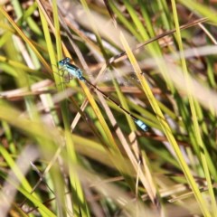 Ischnura heterosticta (Common Bluetail Damselfly) at Throsby, ACT - 17 Nov 2020 by davobj