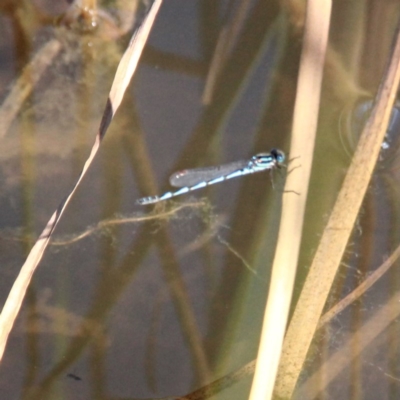 Austrolestes annulosus (Blue Ringtail) at Throsby, ACT - 17 Nov 2020 by davobj