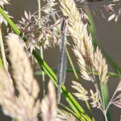 Ischnura heterosticta (Common Bluetail Damselfly) at Throsby, ACT - 17 Nov 2020 by davobj