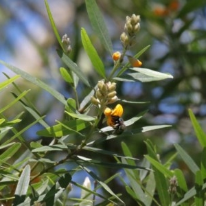 Xylocopa (Lestis) aerata at Acton, ACT - 17 Nov 2020