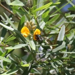 Xylocopa (Lestis) aerata at Acton, ACT - 17 Nov 2020