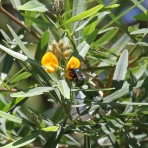 Xylocopa (Lestis) aerata at Acton, ACT - 17 Nov 2020