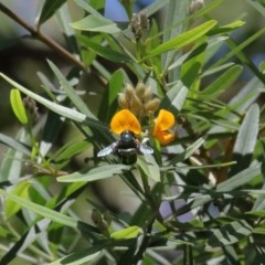 Xylocopa (Lestis) aerata at Acton, ACT - 17 Nov 2020