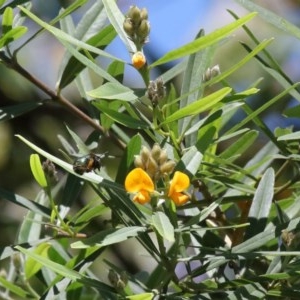 Xylocopa (Lestis) aerata at Acton, ACT - 17 Nov 2020