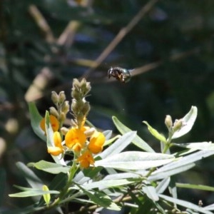 Xylocopa (Lestis) aerata at Acton, ACT - 17 Nov 2020