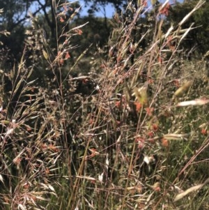 Rytidosperma pallidum at Farrer, ACT - 17 Nov 2020