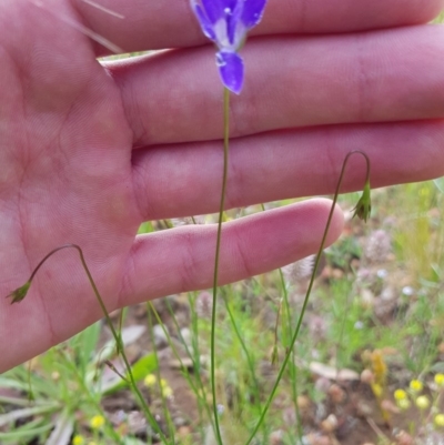 Wahlenbergia luteola (Yellowish Bluebell) at Watson, ACT - 8 Nov 2020 by jamie.barney